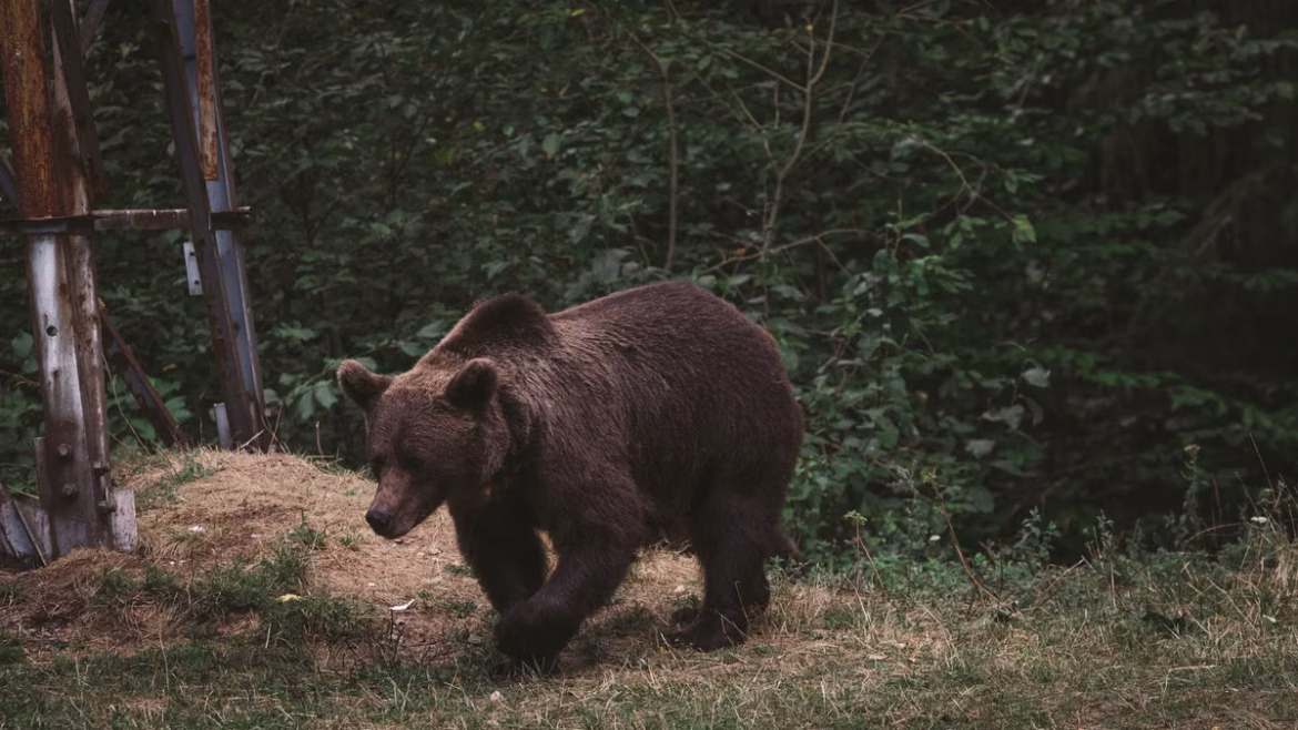 Sentier des ours