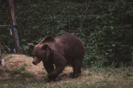Sentier des ours