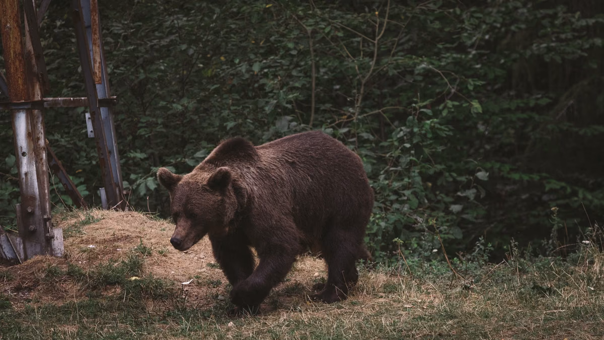 Sentier des ours